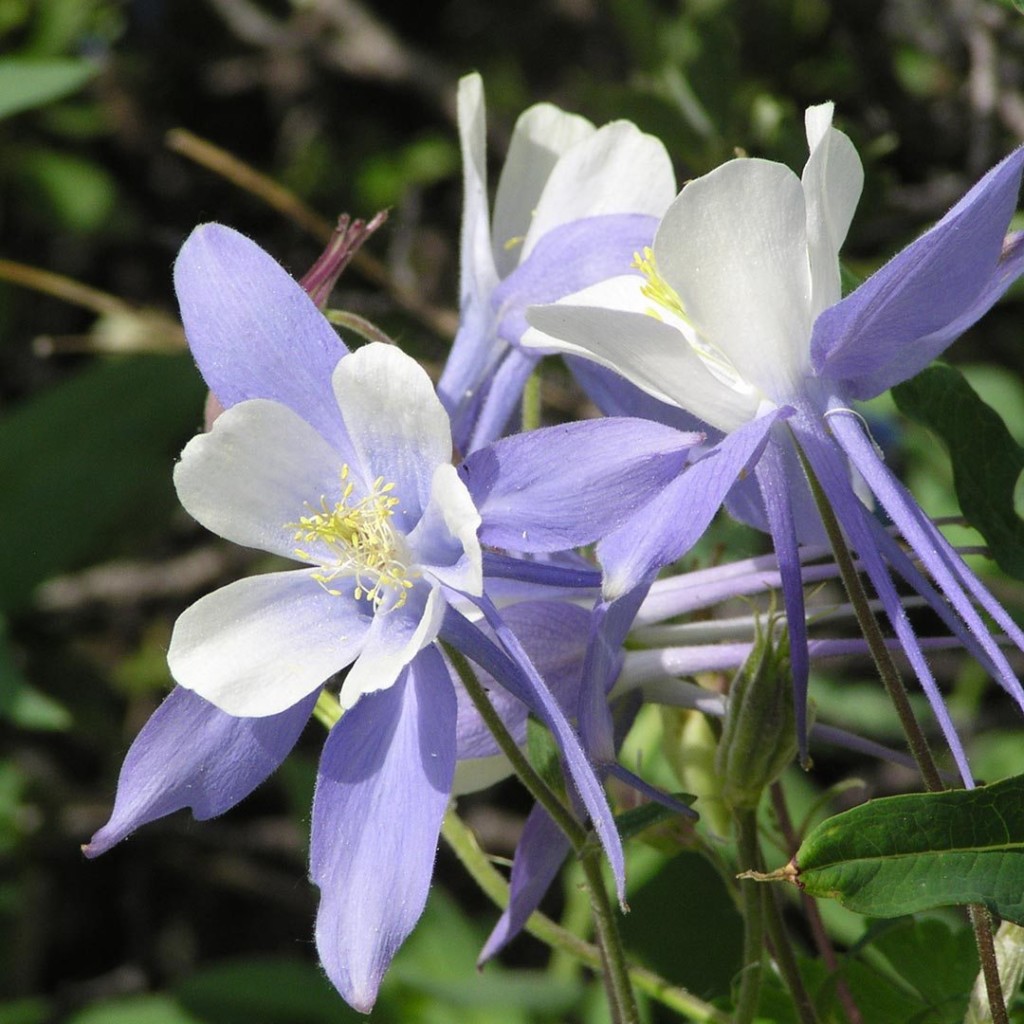 Columbinet Cae Allison, LCSW
